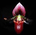 Paph. Maudiae 'Maroon Star' AM_AOS x Macabre 'Prince of Darkness'